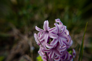 2021_03_13 Hyacinthus Orientalis_2