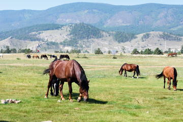 Fototapeta na wymiar Dark brown horses graze on shore against backdrop of mountains