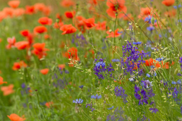 Obraz na płótnie Canvas Beautiful red poppies on a summer field. Opium flowers, wild field. Summer background.