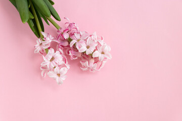 hyacinth flowers on pastel pink colors with space for your text. Spring coming concept. Spring or summer background.