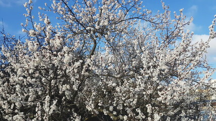 Spring blooming branches of apricot flowers under blue sky