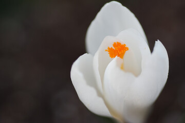 white crocus flower