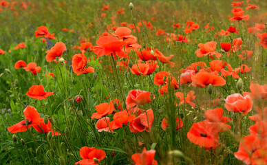 Beautiful red poppies on a summer field. Opium flowers, wild field. Summer background.
