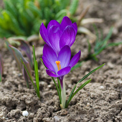 spring crocus flowers