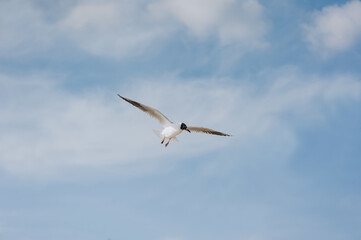 A beautiful, large white sea gull flies against the blue sky, soaring above the clouds, spreading its long wings.