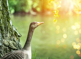 Profile of a wild goose in front of a small river with a lot of space on the right side