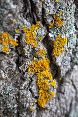 lichen on tree bark