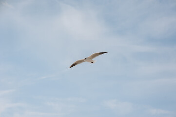 Fototapeta na wymiar A beautiful white lone seagull flies against the blue sky, soaring above the clouds on a sunny day. Photo of a bird.