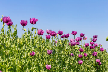 Fototapeta premium purple poppy field with blue sky