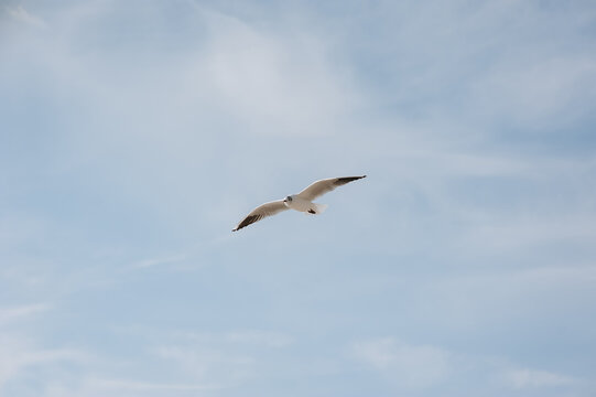 A beautiful white lone seagull flies against the blue sky, soaring above the clouds on a sunny day. Photo of a bird.