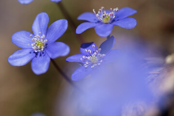un bel gruppo di fiori primaverili, i primi anemoni con il loro colore blu viola fanno la loro comparsa nei prati in primavera, dettagli di anemoni 