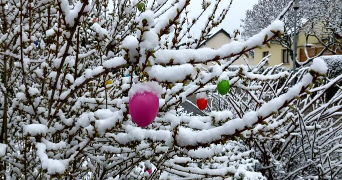 Ostern im Schnee - Ostereier verschneit am Busch Baum bunte Eier 