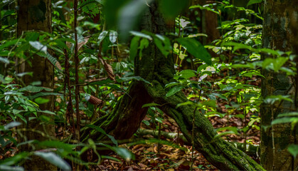 green moss in the forest and beauty structure of a root