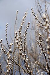 pussy willow spring time © zetat