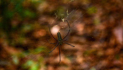 spider on a web