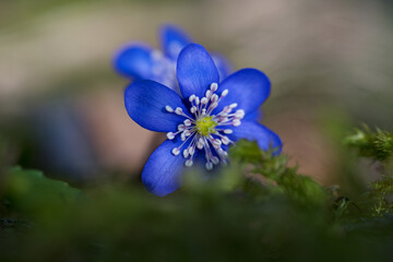 un bel gruppo di fiori primaverili, i primi anemoni con il loro colore blu viola fanno la loro...