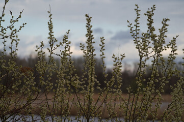 Obraz premium beautiful Willow Catkins in Early Spring