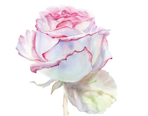 Fototapeta na wymiar Watercolor white rose with pink petals isolated on a white background 