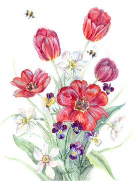 Watercolor precious bouquet of spring flowers. Red tulips,  white daffodils and violet pansies
