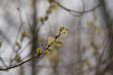 beautiful Willow Catkins in Early Spring