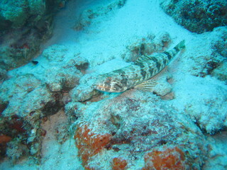 Fisch am Boden