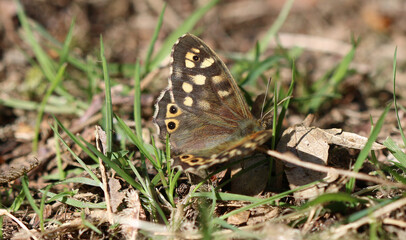 Waldbrettspiel - Speckled wood