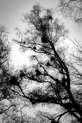 Tree and nests, Parkhill Wood, Lochwinnoch, Renfrewshire, Scotland, UK
