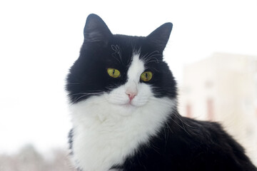 A big black and white cat sits on the window.
