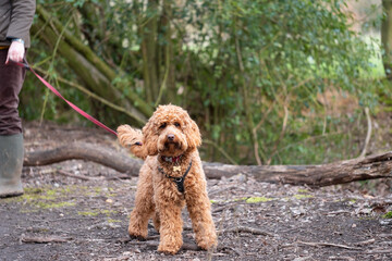 Adorable young apricot coloured miniature poodle seen looking at the photographer. Seen having her daily exercise on a forest.