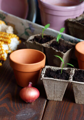 Seedlings in biodegradable cardboard pots and clay flower pots on dark moody background, closeup, eco farming and gardening, cottagecore living, slow life concept