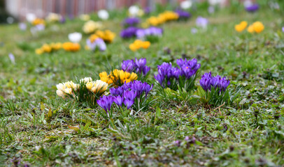 blühende Krokusse auf einer kleinen Wiese