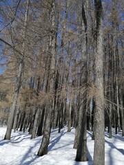 forest in winter