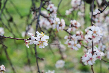 Flowers in early spring
