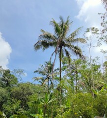 Fototapeta na wymiar palm trees on the background of blue sky
