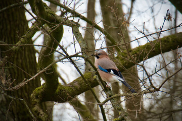 Eurasian jay on the branch - Garrulus glandarius