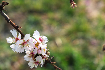 Flowers in early spring
