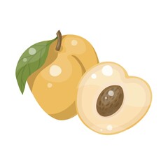 Apricot isolated vector icon. Fruit on branch with leaf. Juice or jam branding logotype. Whole and sliced shape with kernel.