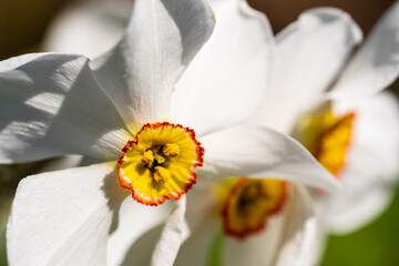 Spring flowers Narcissus poeticus, also called Poet's narcissus, at the historic walled garden in the Borough of Hillingdon, London, UK. 
