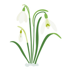 Spring snowdrops, three spring flowers, a bouquet for Easter. Forest plants, March, flowering. Hand-drawn floral arrangement, flat style. Fresh green and white colors. For illustration, print fabric.