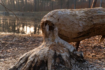 Drzewo powalone przez bobry © L-W
