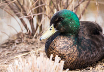 Duck portrait. Beautiful duck on a background of dry grass.