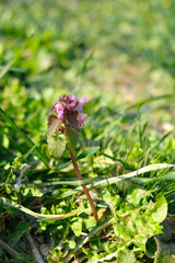 Blooming wild flower in early spring

