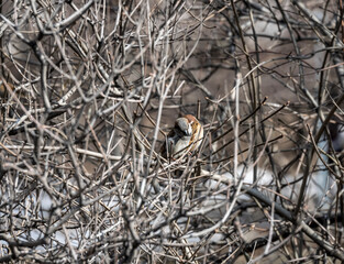 gray birds on bare branches on a sunny spring day 