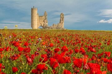campo de amapolas junto al castillo