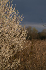 Flowers of the cherry blossoms on a spring day