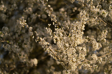 Flowers of the cherry blossoms on a spring day