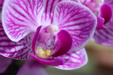 Macro image of a purple orchid flower.