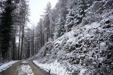 Mud trail between a snowy forest