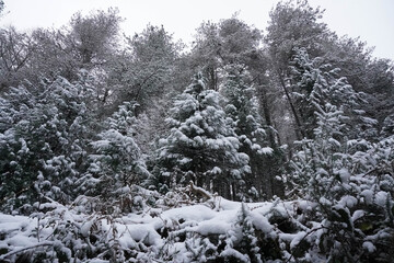 Snow covered pine trees