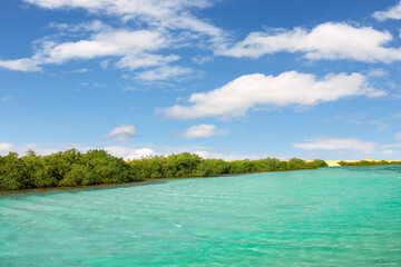 Mangroves in National park Ras Mohammed in Egypt